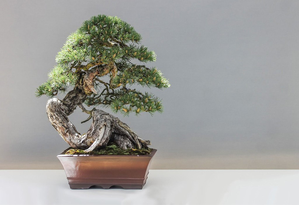 Cây thông đen Nhật Bản