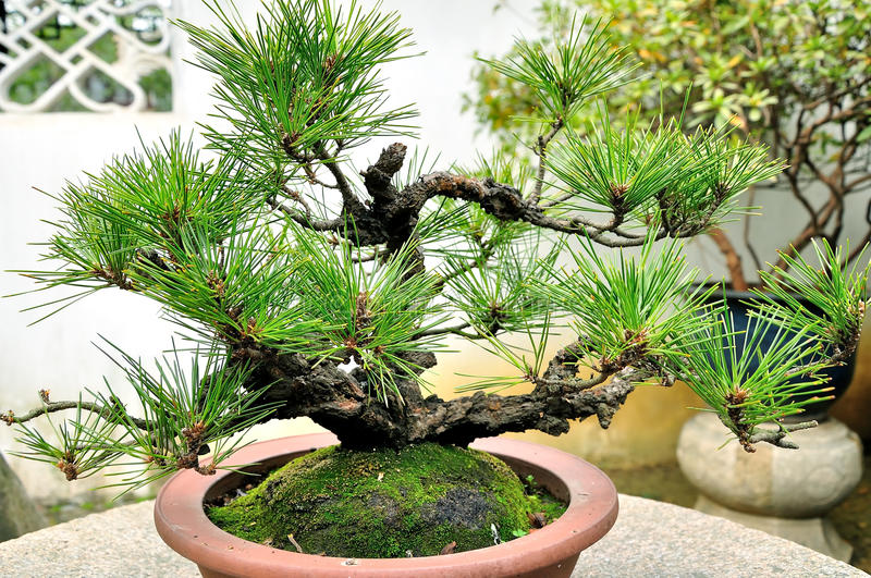 Cây thông đen Nhật Bản