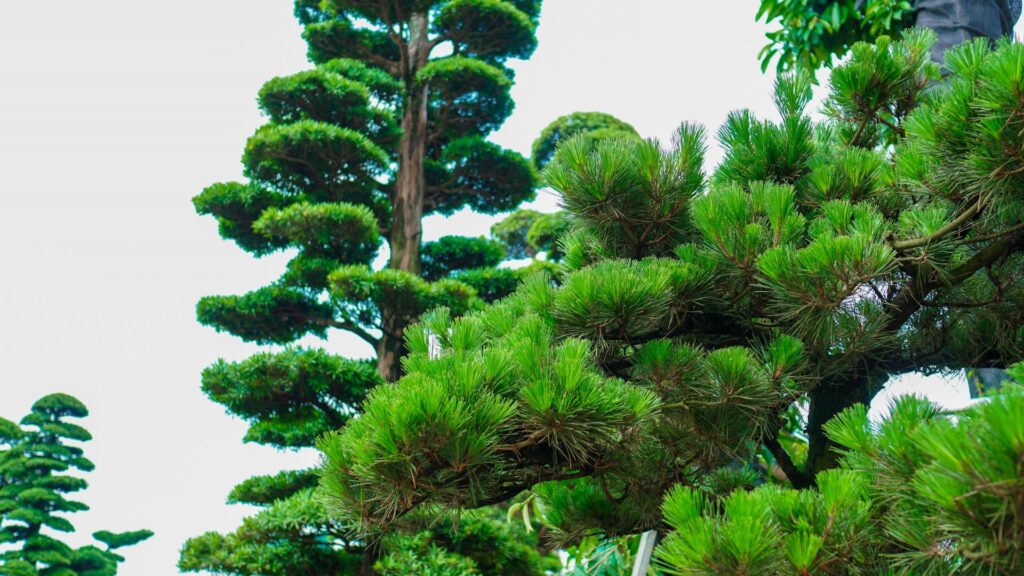 Cây thông đen Nhật Bản