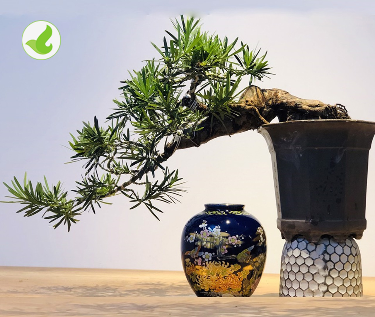 Bán cây tùng la hán tại vườn