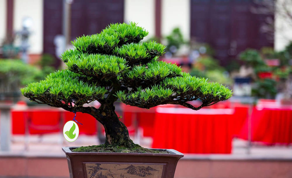 Bán cây tùng la hán tại vườn