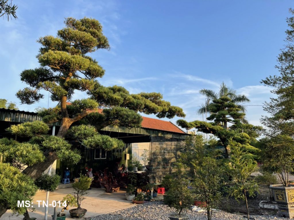 Cây tùng nhật