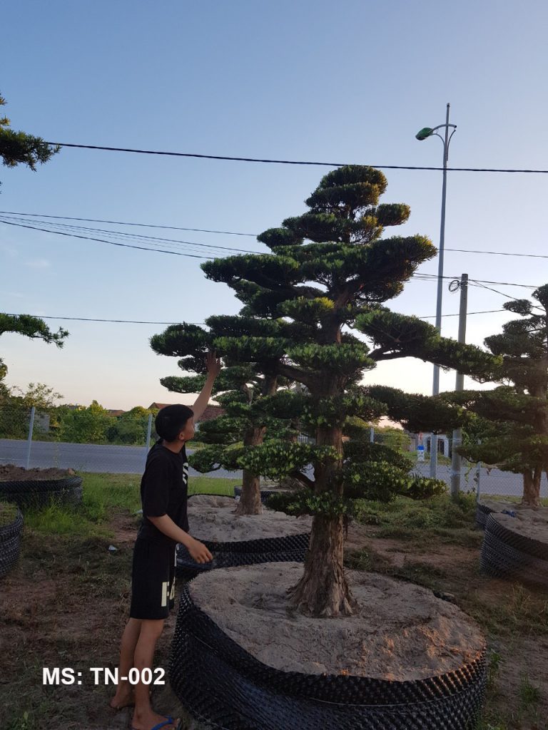 Cây tùng nhật