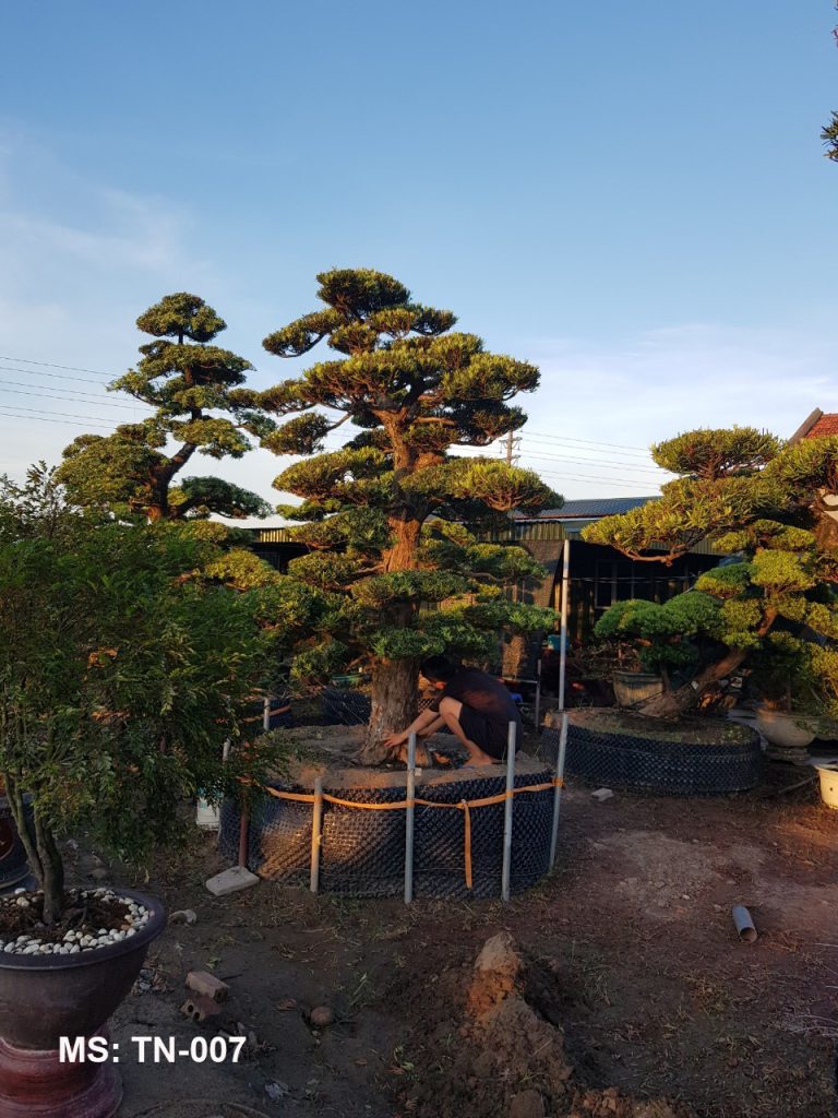 Cây tùng nhật