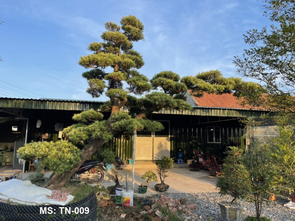 Cây tùng nhật