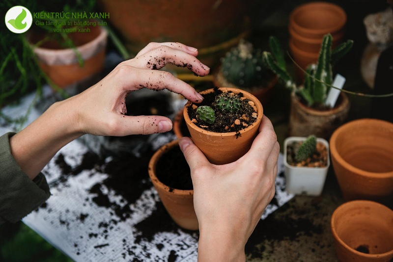 Cách chăm sóc cây cảnh sân vườn
