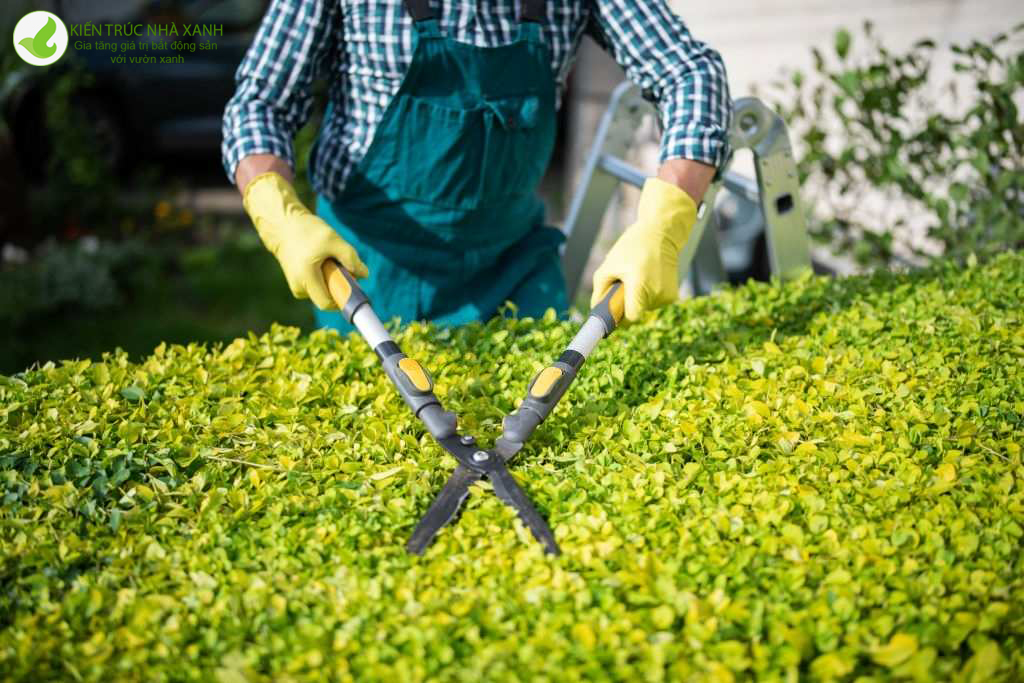 Cách chăm sóc cây cảnh sân vườn