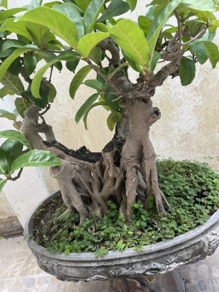 Cây đẹp bonsai cần bán gấp