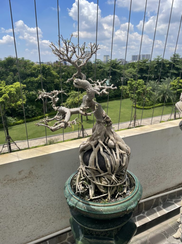 Cây đẹp bonsai cần bán gấp