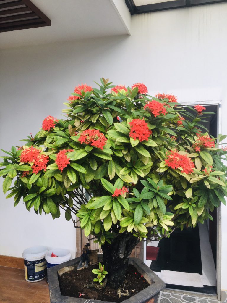 Cây đẹp bonsai cần bán gấp