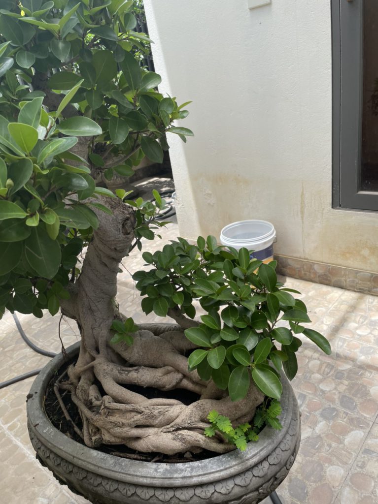 Cây đẹp bonsai cần bán gấp