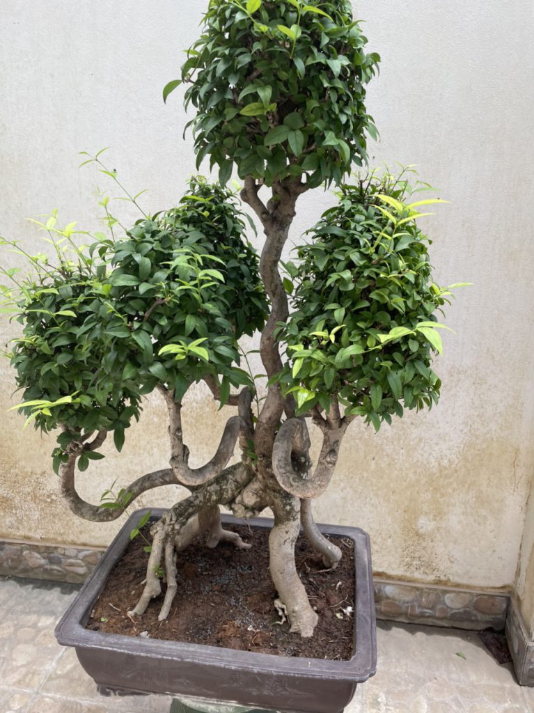 Cây đẹp bonsai cần bán gấp