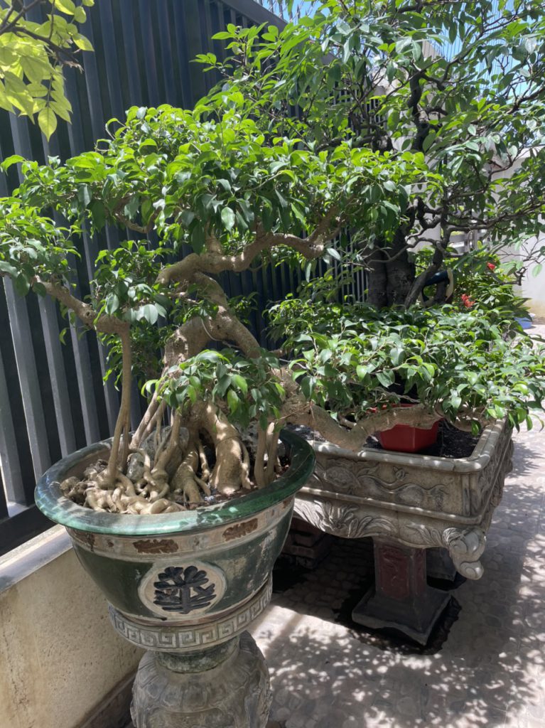 Cây đẹp bonsai cần bán gấp