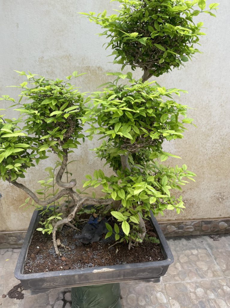 Cây đẹp bonsai cần bán gấp