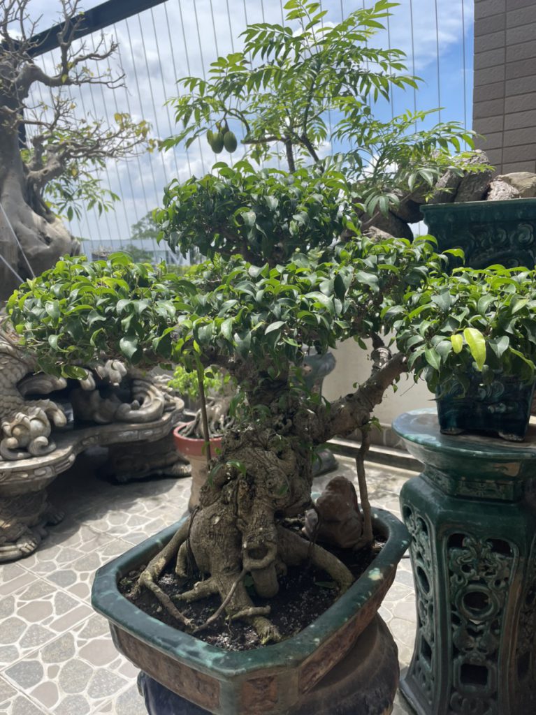 Cây đẹp bonsai cần bán gấp