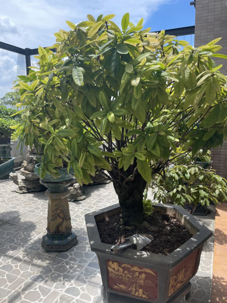 Cây đẹp bonsai cần bán gấp