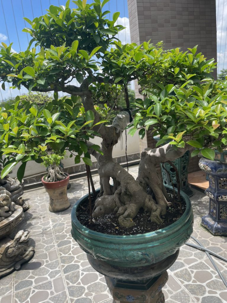 Cây đẹp bonsai cần bán gấp