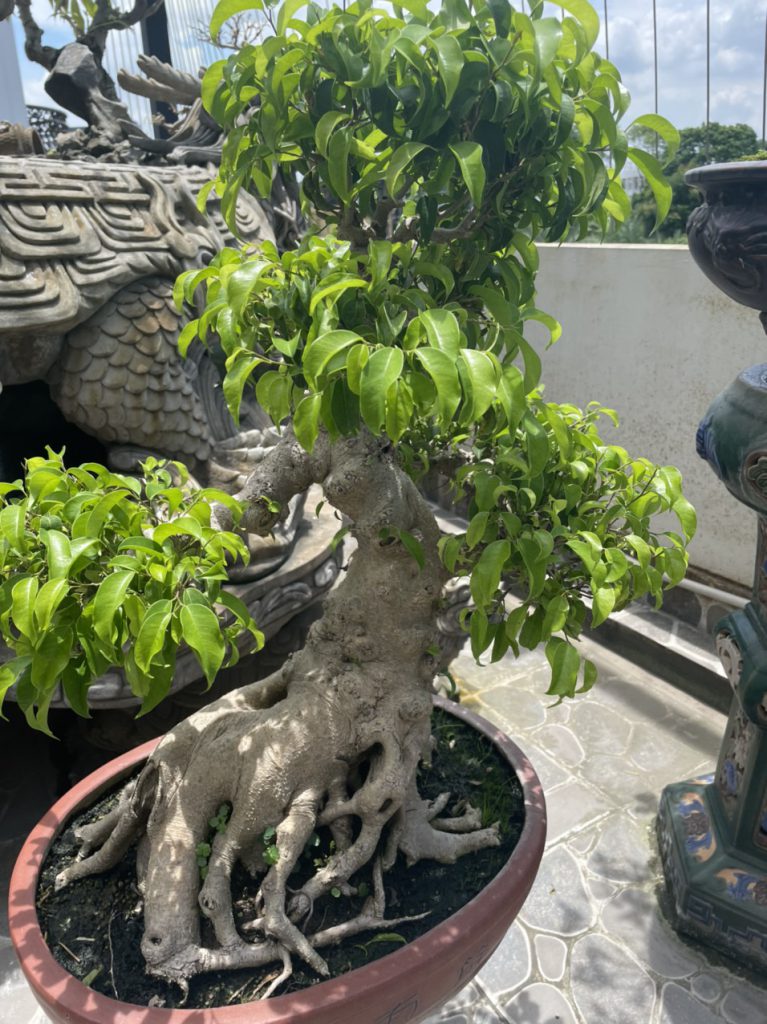 Cây đẹp bonsai cần bán gấp