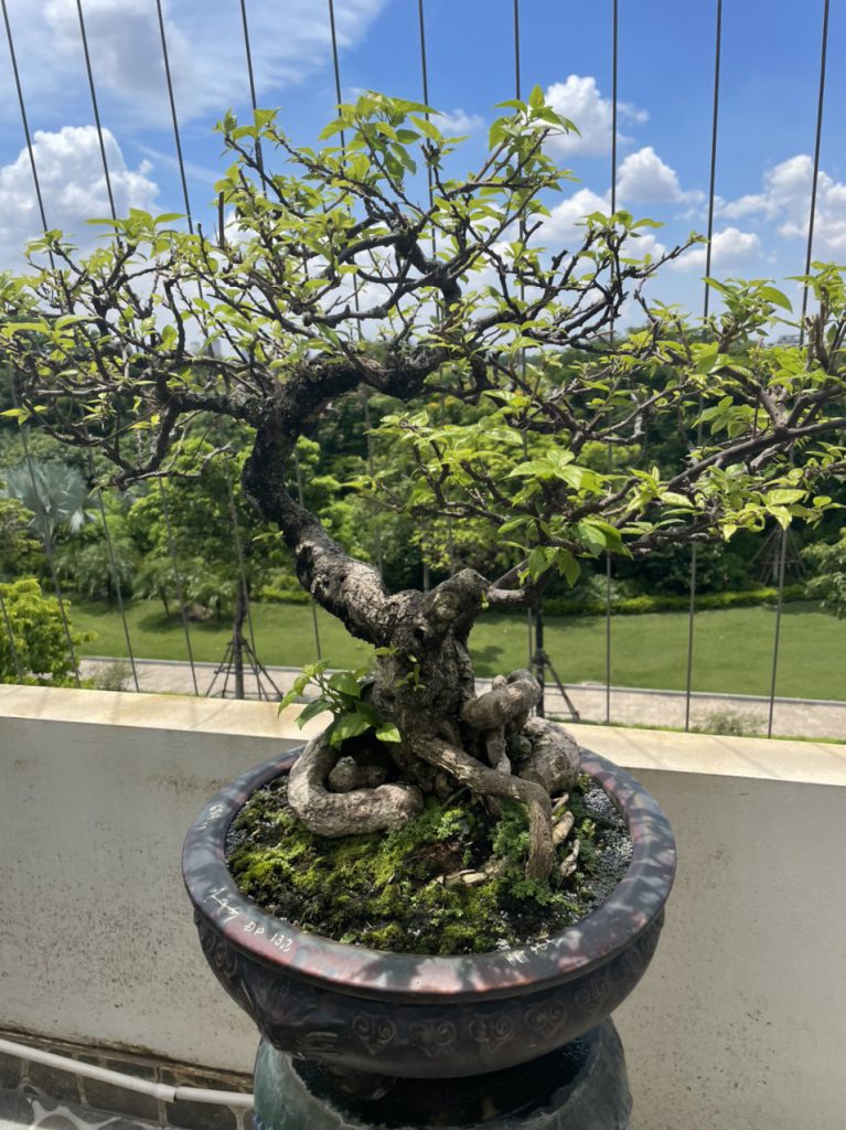 Cây đẹp bonsai cần bán gấp