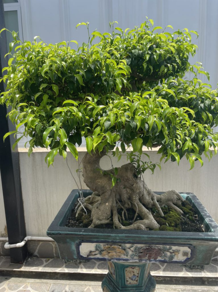 Cây đẹp bonsai cần bán gấp