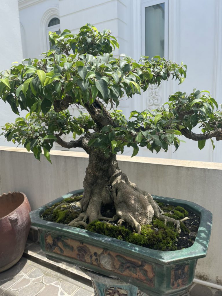 Cây đẹp bonsai cần bán gấp
