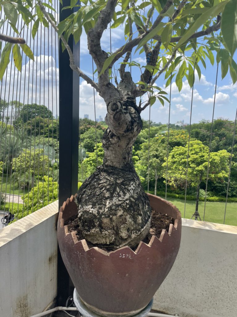 Cây đẹp bonsai cần bán gấp
