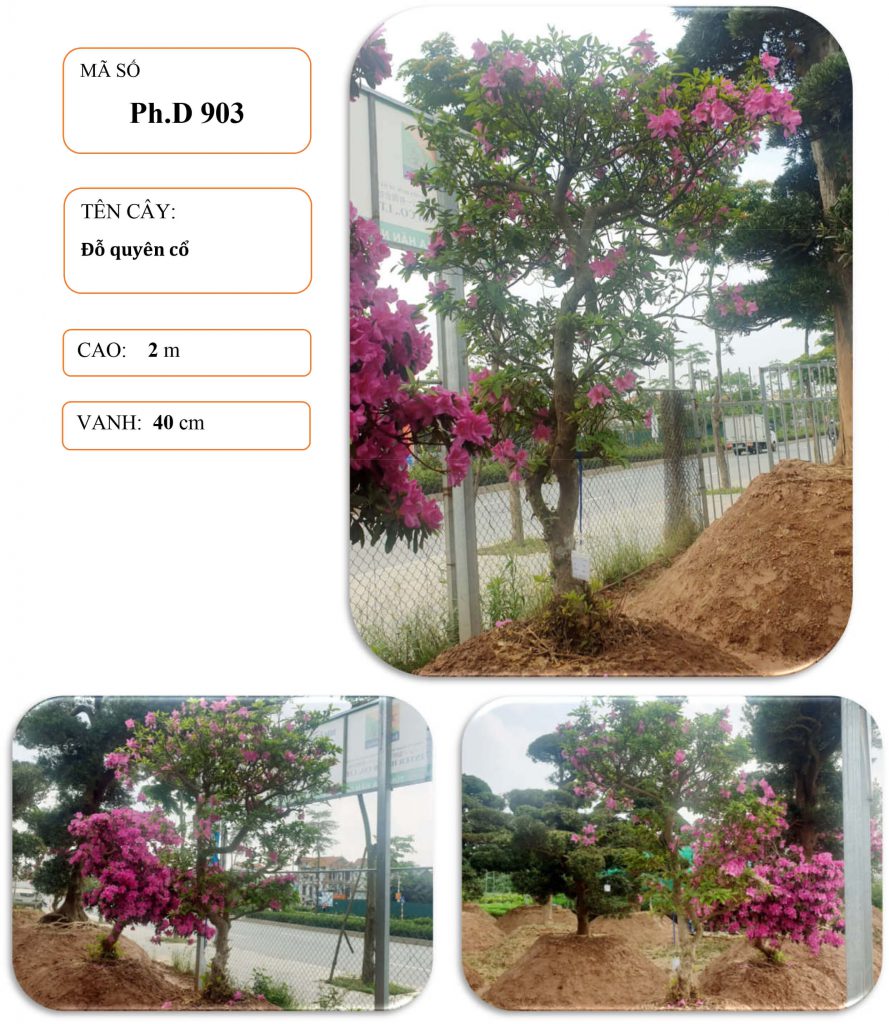 Cây tùng nhật