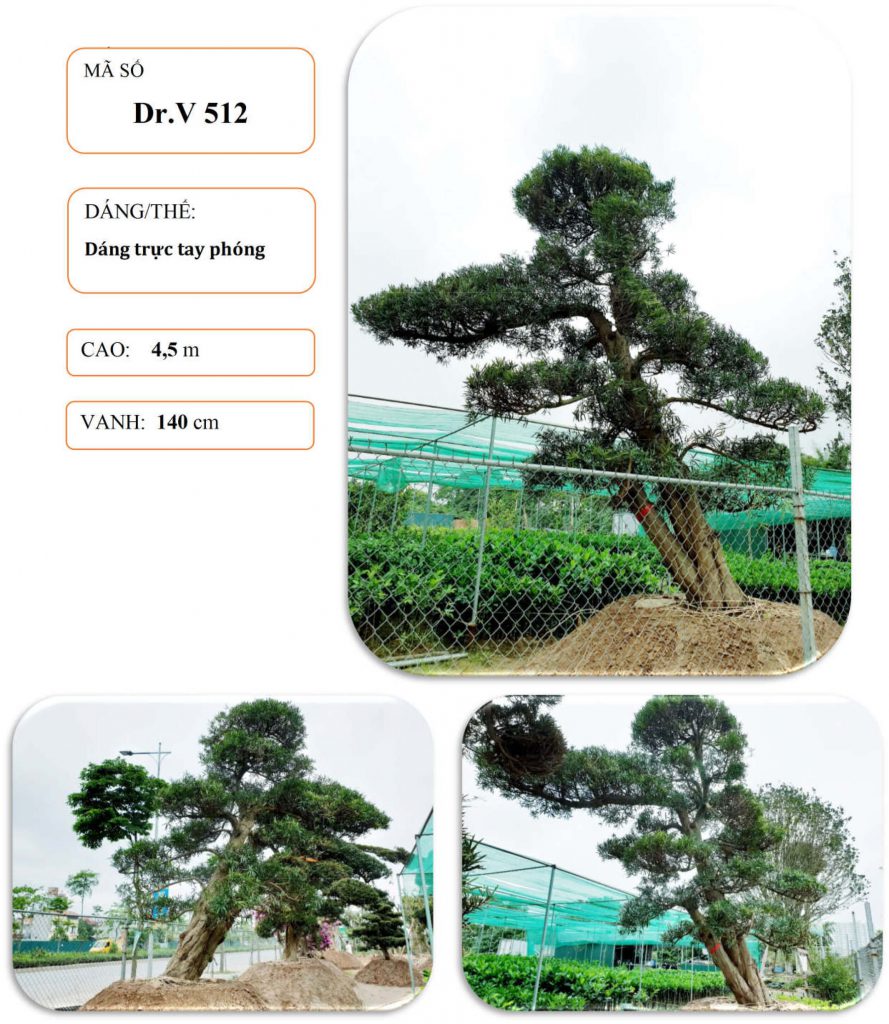 Cây tùng nhật