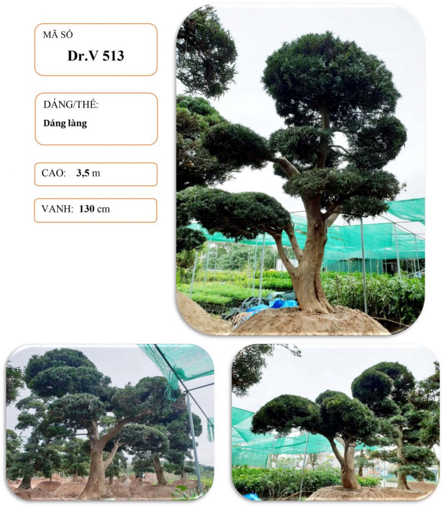 Cây tùng nhật