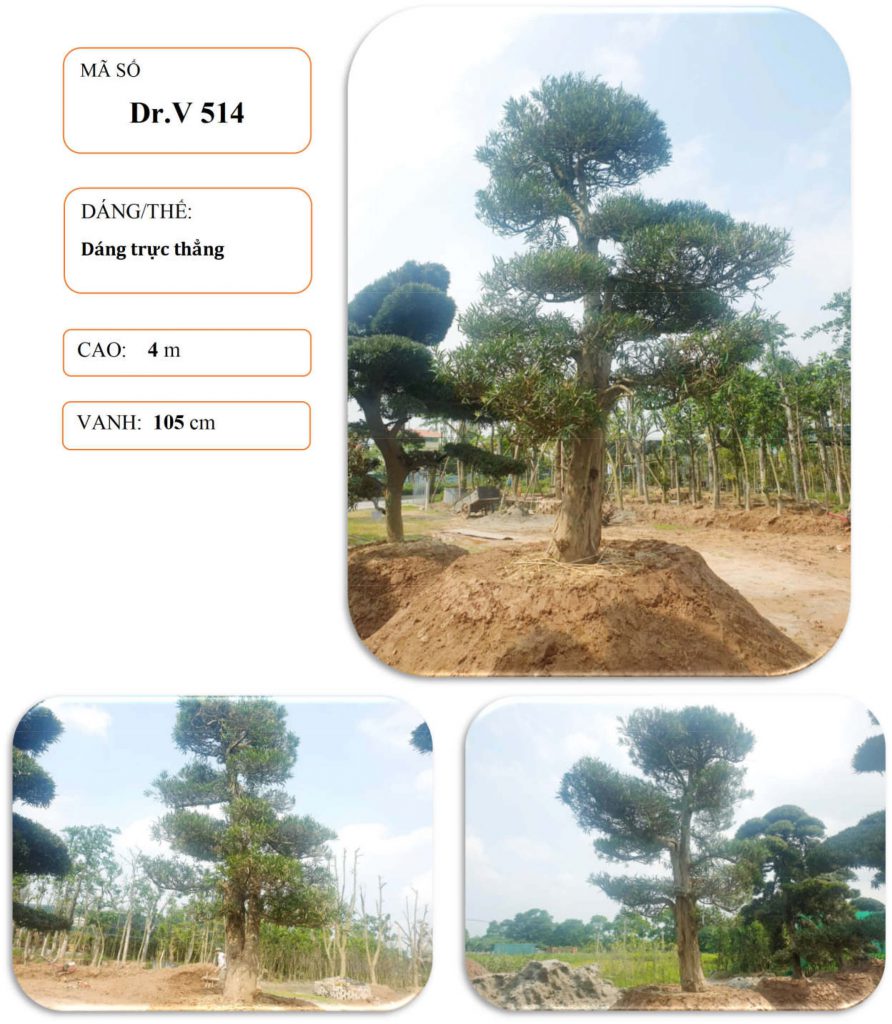 Cây tùng nhật