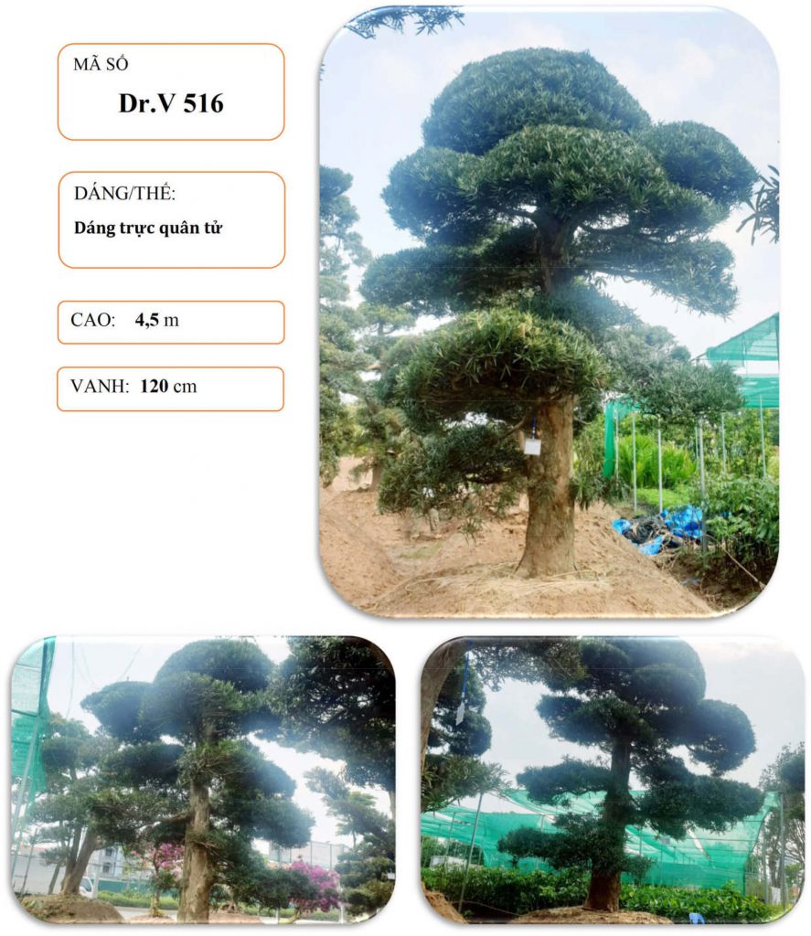 Cây tùng nhật