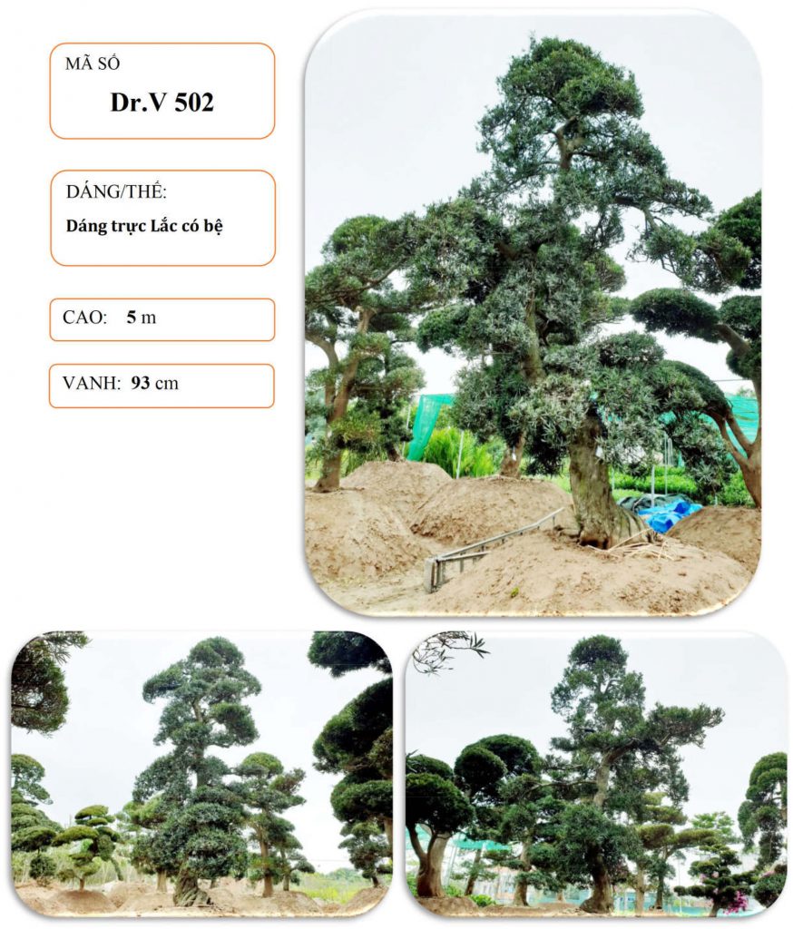 Cây tùng nhật
