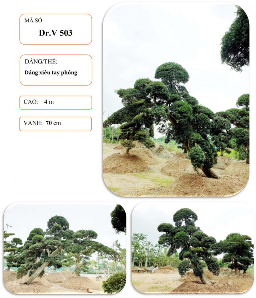 Cây tùng nhật