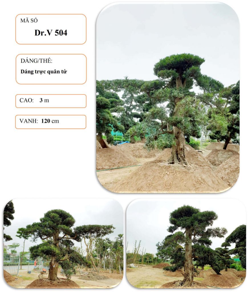 Cây tùng nhật