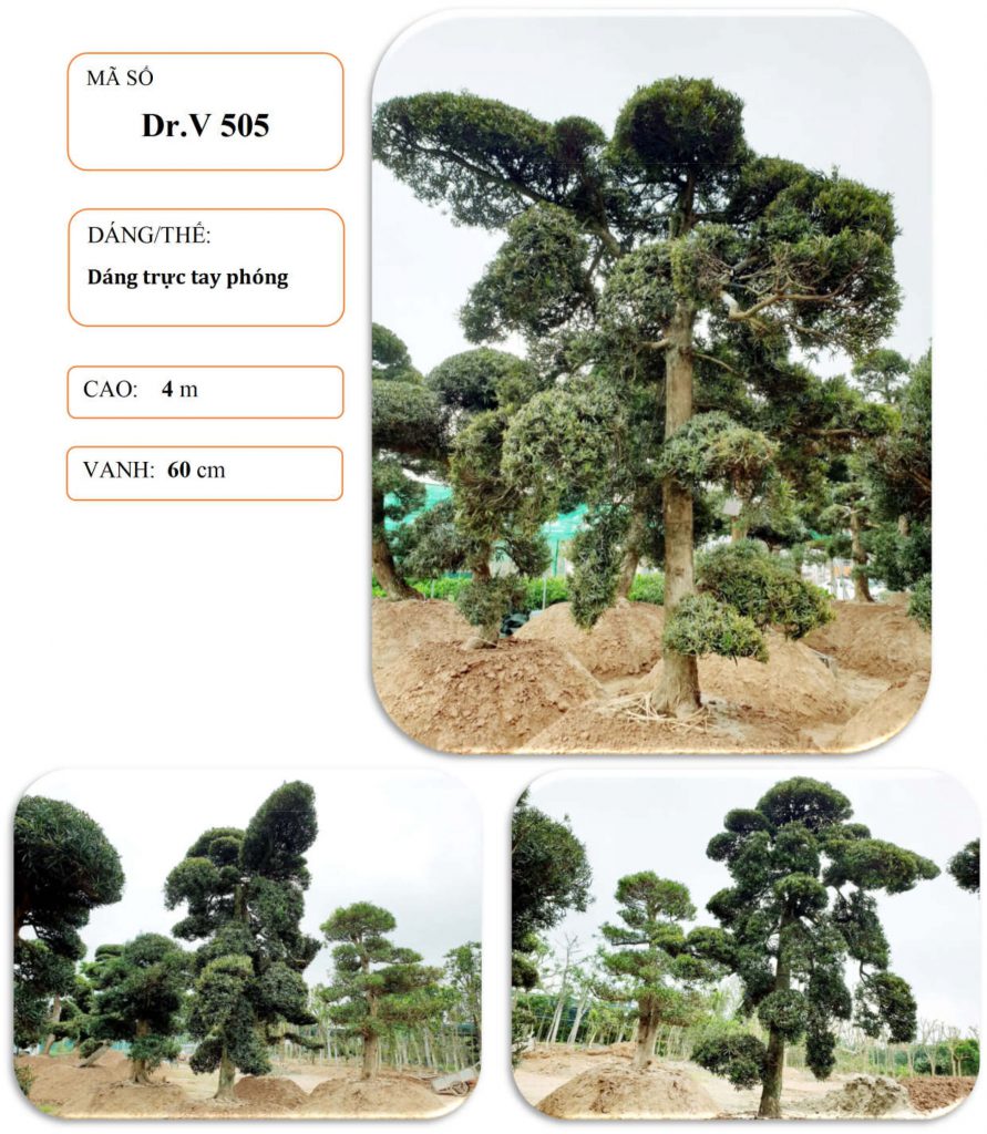 Cây tùng nhật