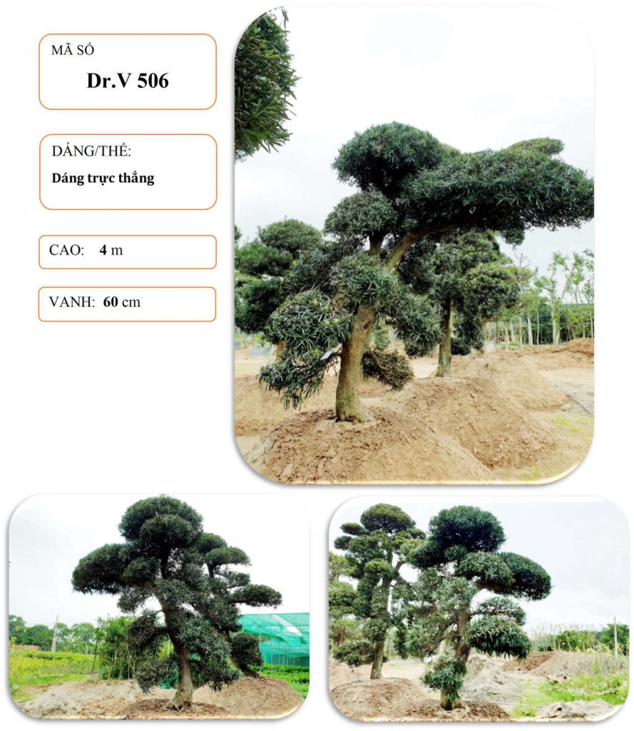 Cây tùng nhật