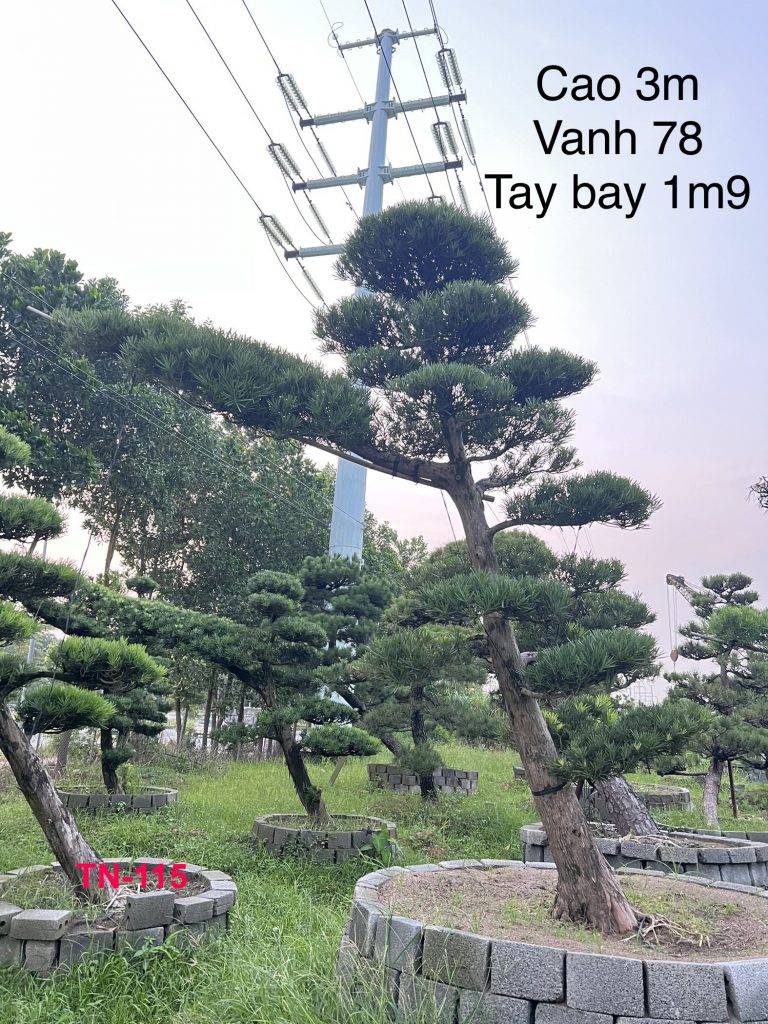 Mẫu cây tùng nhật đẹp tại vườn