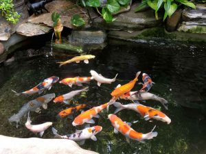 Cách nuôi cá koi - Những điều gia chủ cần biết