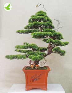 Bán cây tùng la hán tại vườn