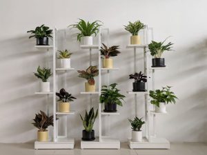 Những loại cây không nên trồng trong nhà