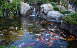 Những sai lầm thường gặp khi xây hồ cá Koi ngoài trời