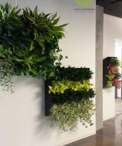 Ban công trồng hoa trong nhà