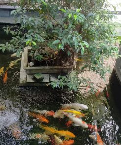 Biệt thư lô góc hồ sài đồng