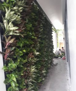 Trồng cây trên tường trang trí