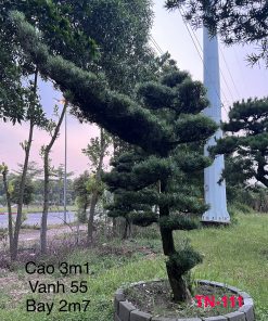 Mẫu cây tùng nhật đẹp tại vườn